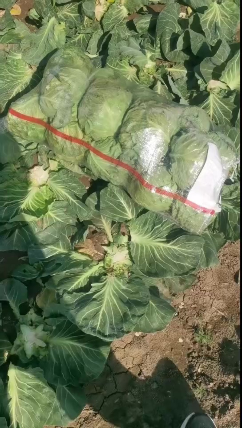 甘蓝