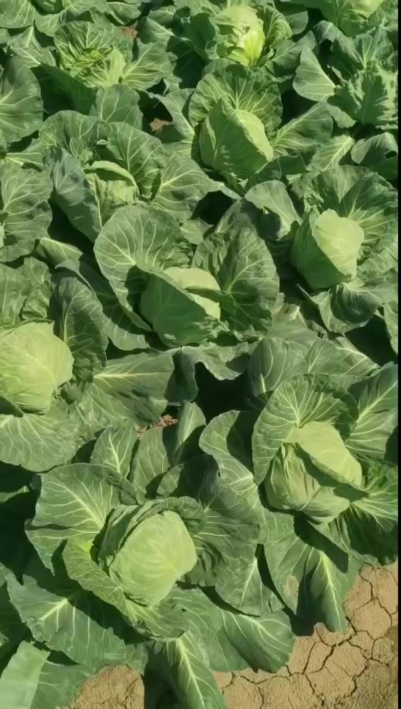 甘蓝