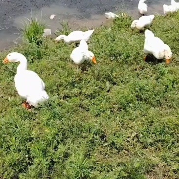 皖蒲鹅