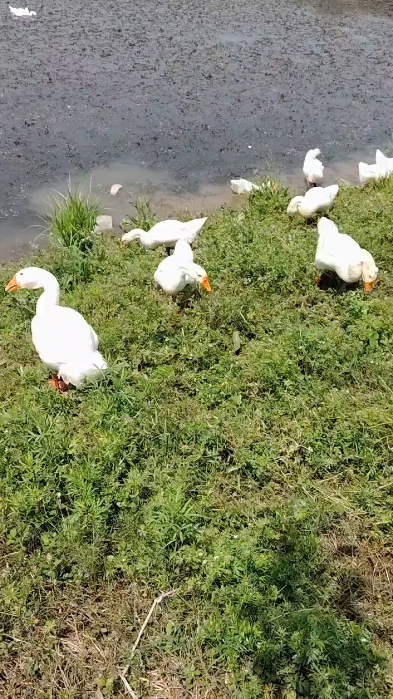 皖蒲鹅