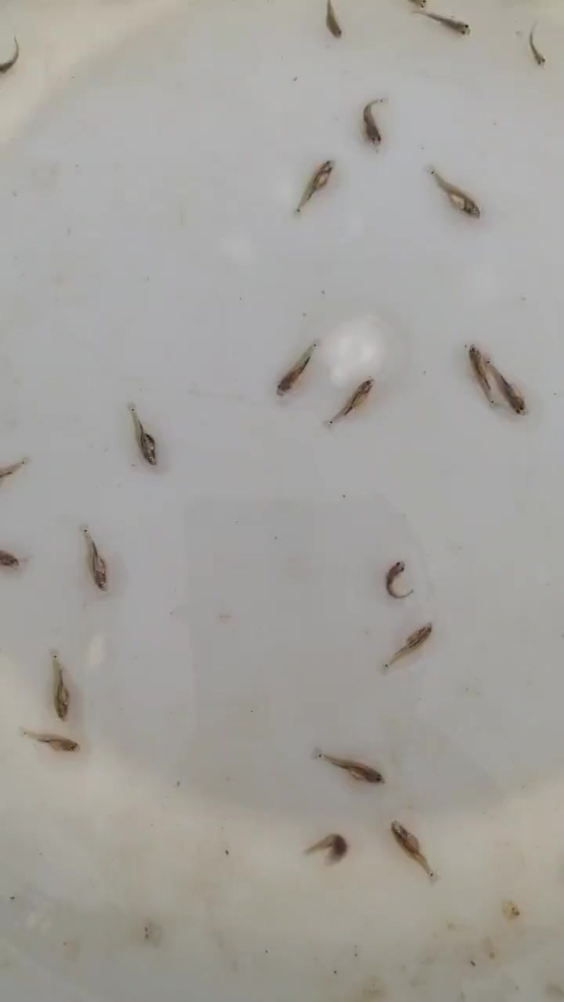 士鲮鱼