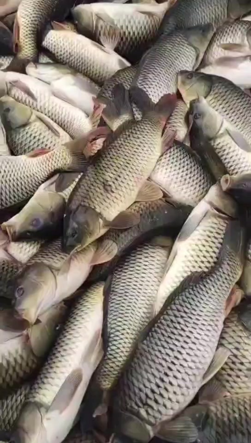 大鲤鱼