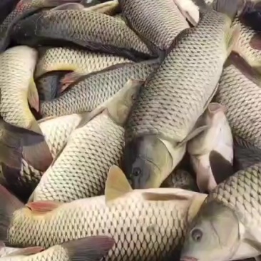 大鲤鱼