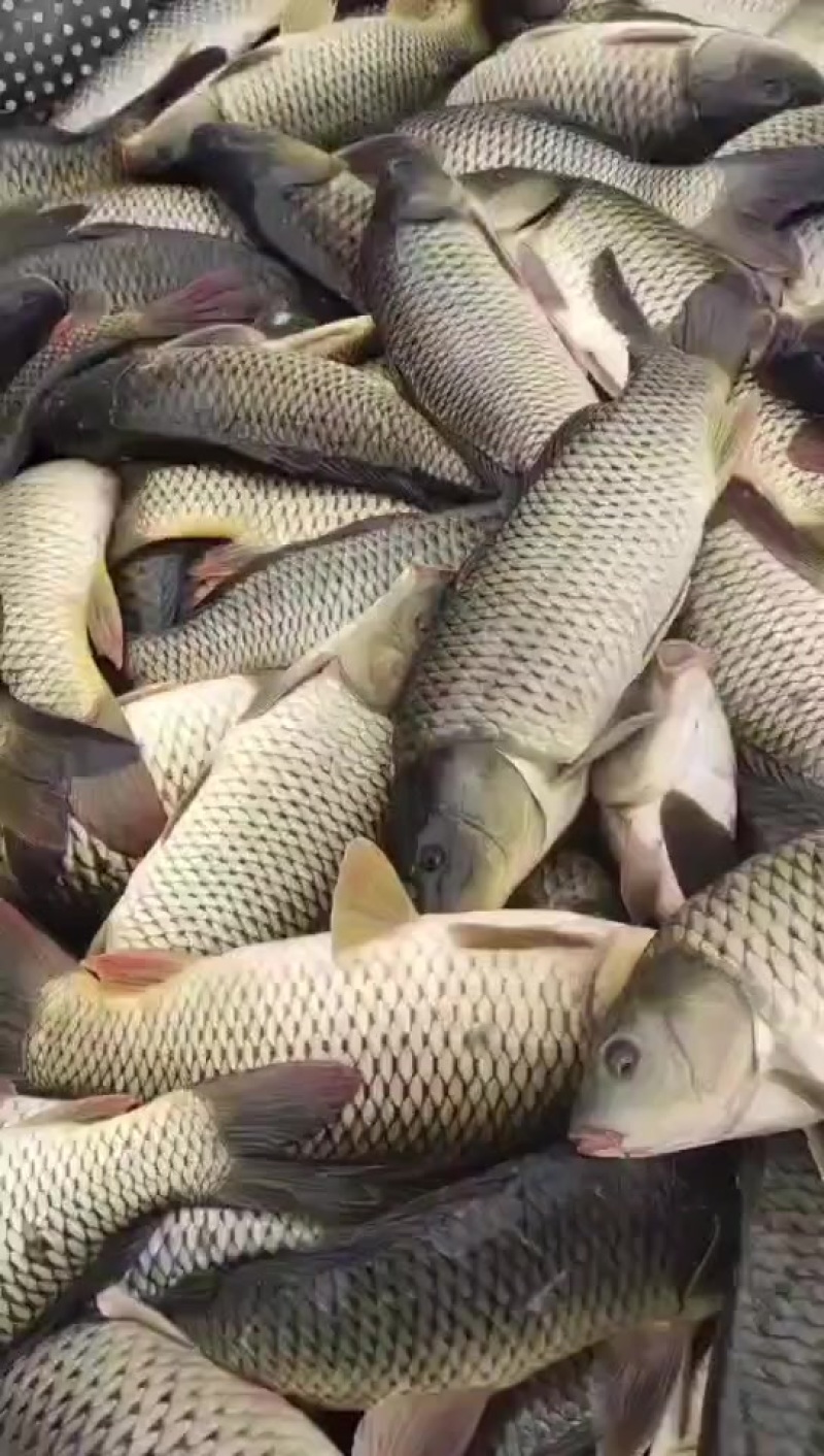 大鲤鱼
