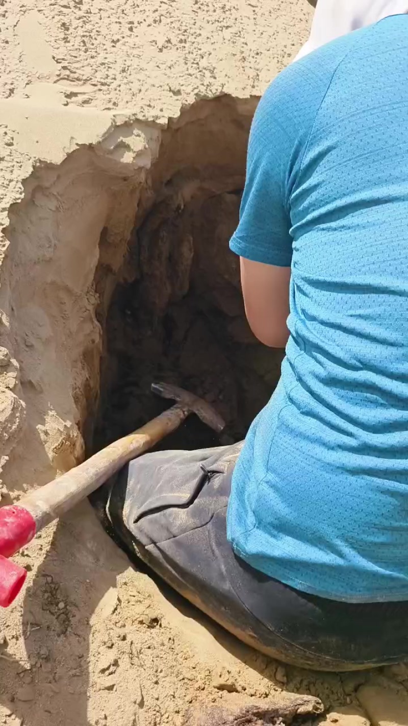 想卖野生锁阳