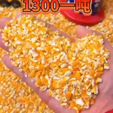 碎玉米出售长期有货品质优等