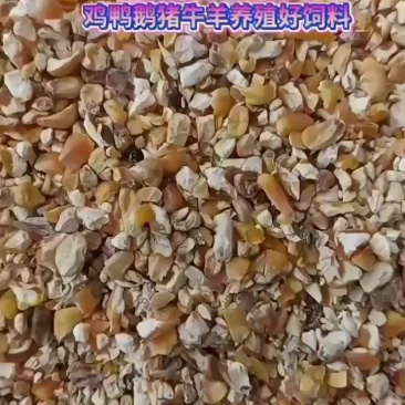 玉米碎出售欢迎抢购