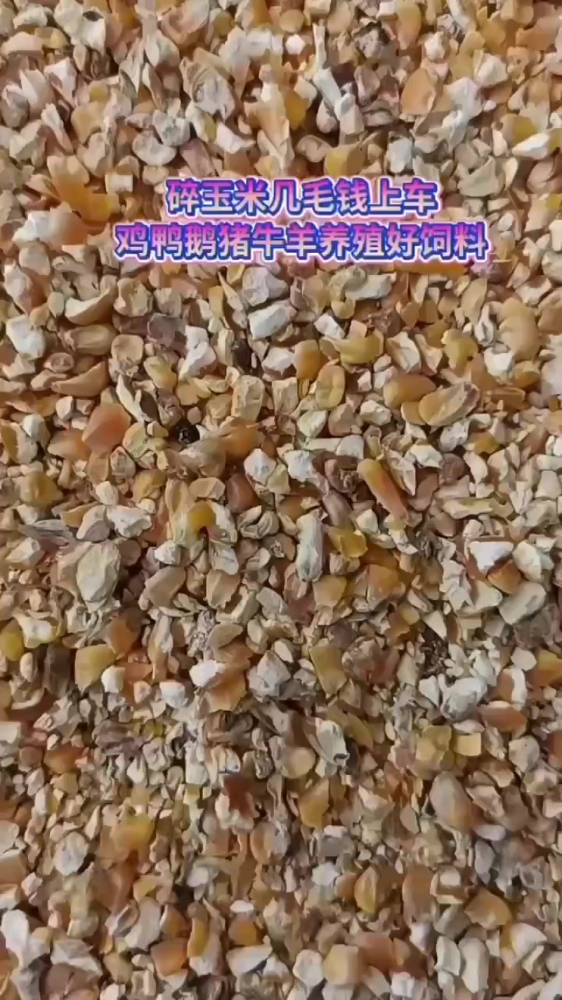 玉米碎出售欢迎抢购