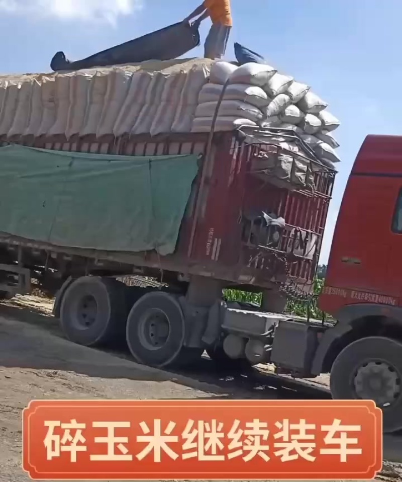玉米碎出售欢迎抢购