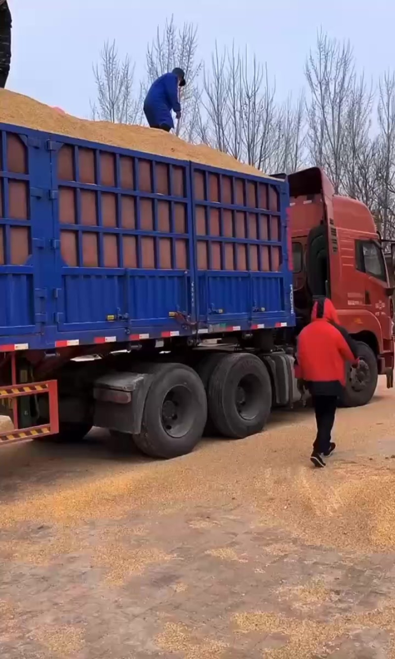 碎玉米出售长期有货品质优等