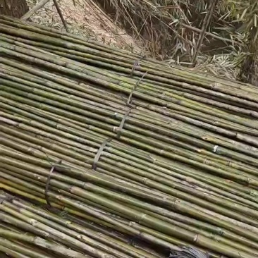 大叶苦竹，野生的，优质品种，大量上市中