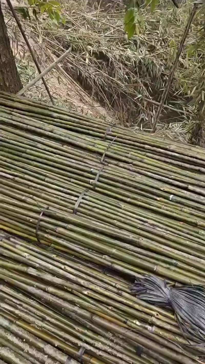 大叶苦竹，野生的，优质品种，大量上市中