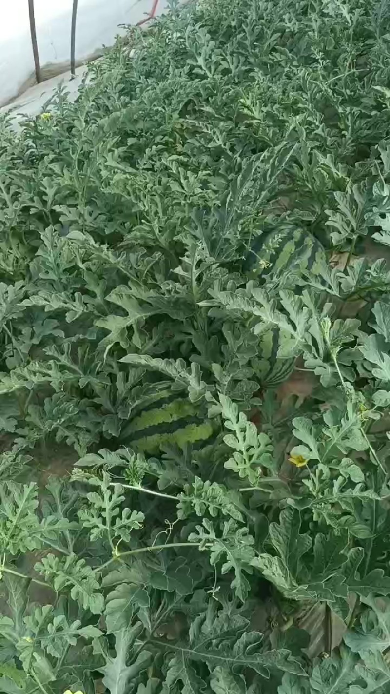 冰糖麒麟