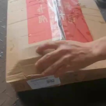 肥猪龙骨