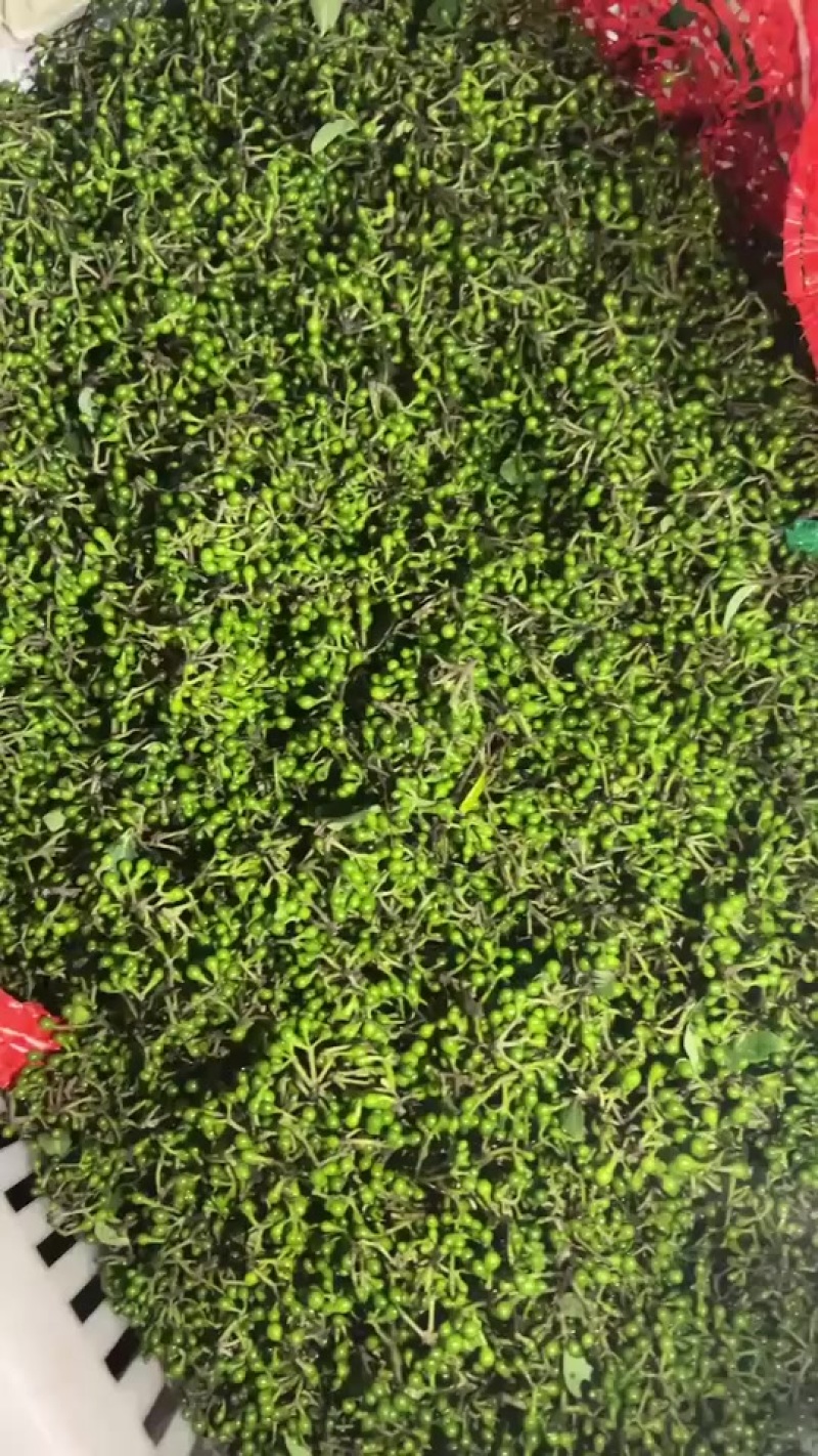 木姜子嫩果现采现发品质优良每年一次的尝鲜盛宴