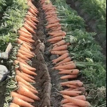 河南商丘精品胡萝卜