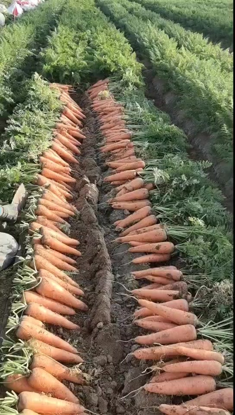 河南商丘精品胡萝卜