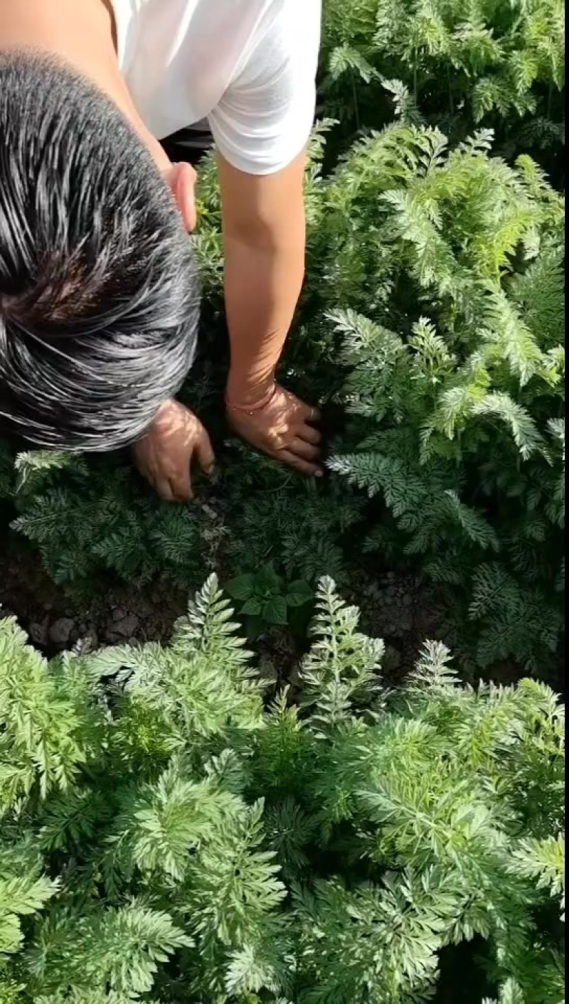 河南商丘精品胡萝卜