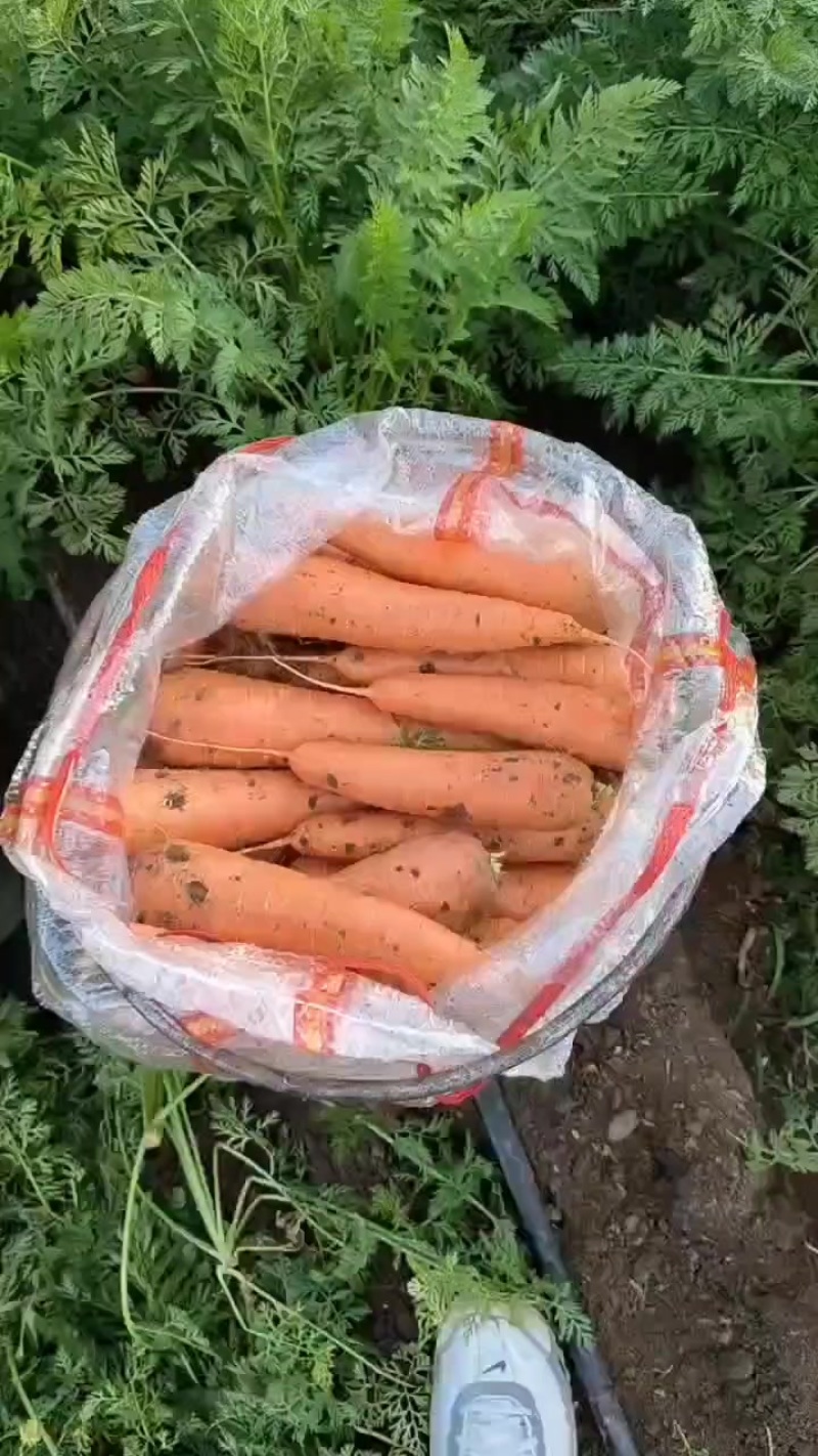 河南商丘精品胡萝卜