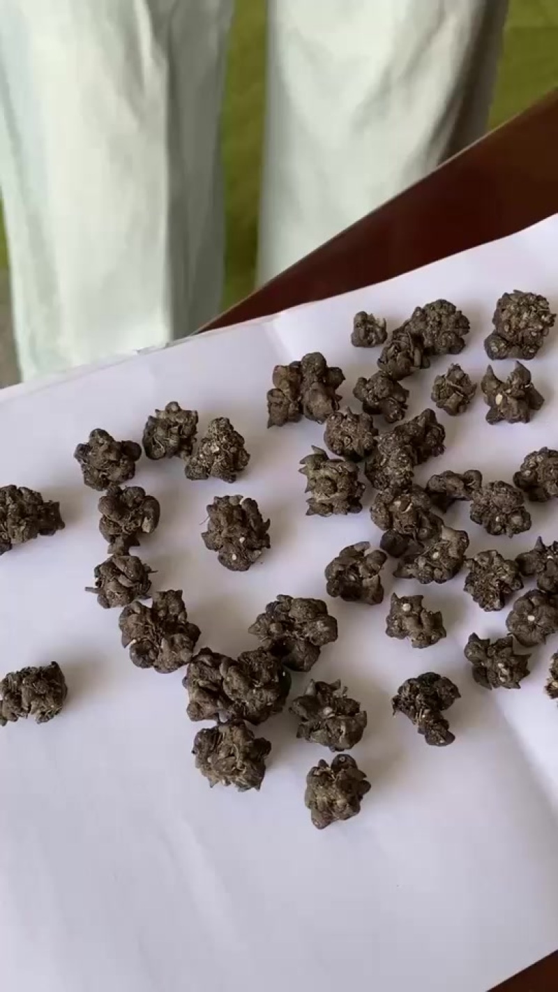 猫爪草大量产新价格优惠品质保障有需要的老板欢迎咨询