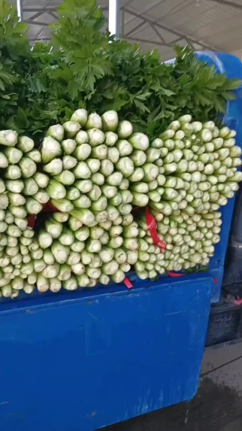 本地芹菜大量上市，翠嫩无丝小黄条不空心不老