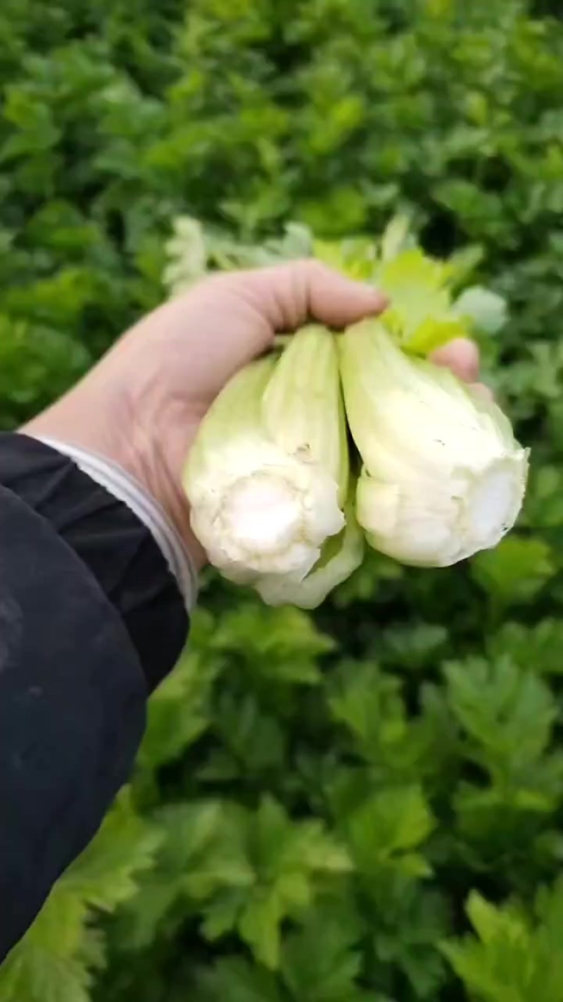 本地芹菜大量上市，翠嫩无丝小黄条不空心不老