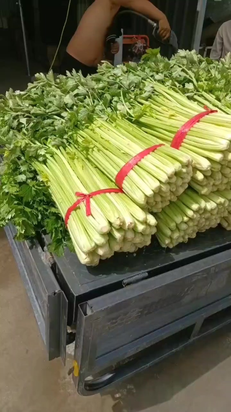 本地芹菜大量上市，翠嫩无丝小黄条不空心不老