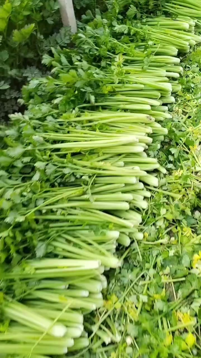 本地芹菜大量上市，翠嫩无丝小黄条不空心不老