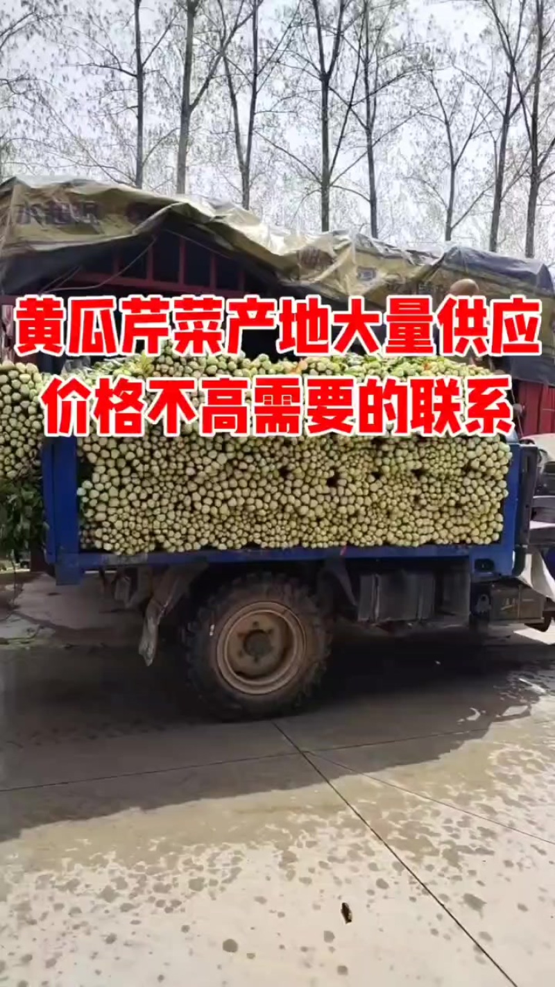 本地芹菜大量上市，翠嫩无丝小黄条不空心不老