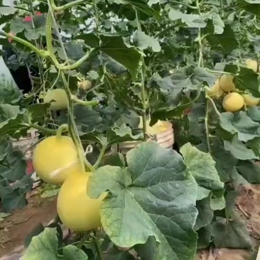 新乐甜瓜陆续上市