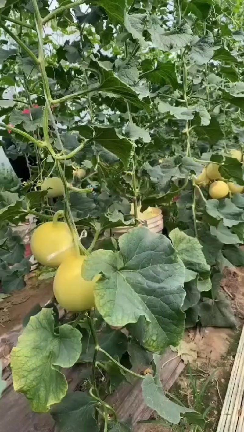 新乐甜瓜陆续上市