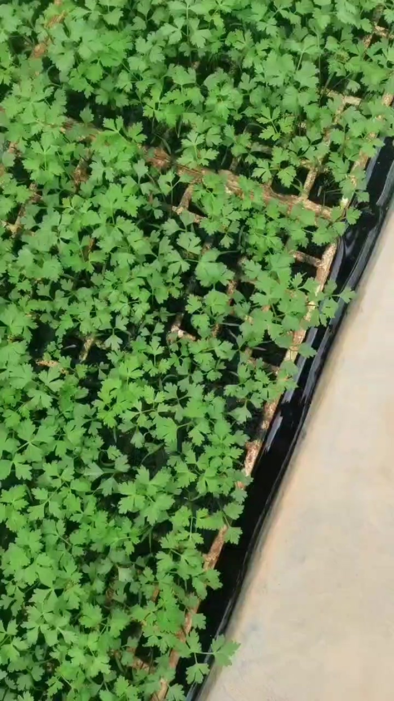 当归苗，清秀无病害