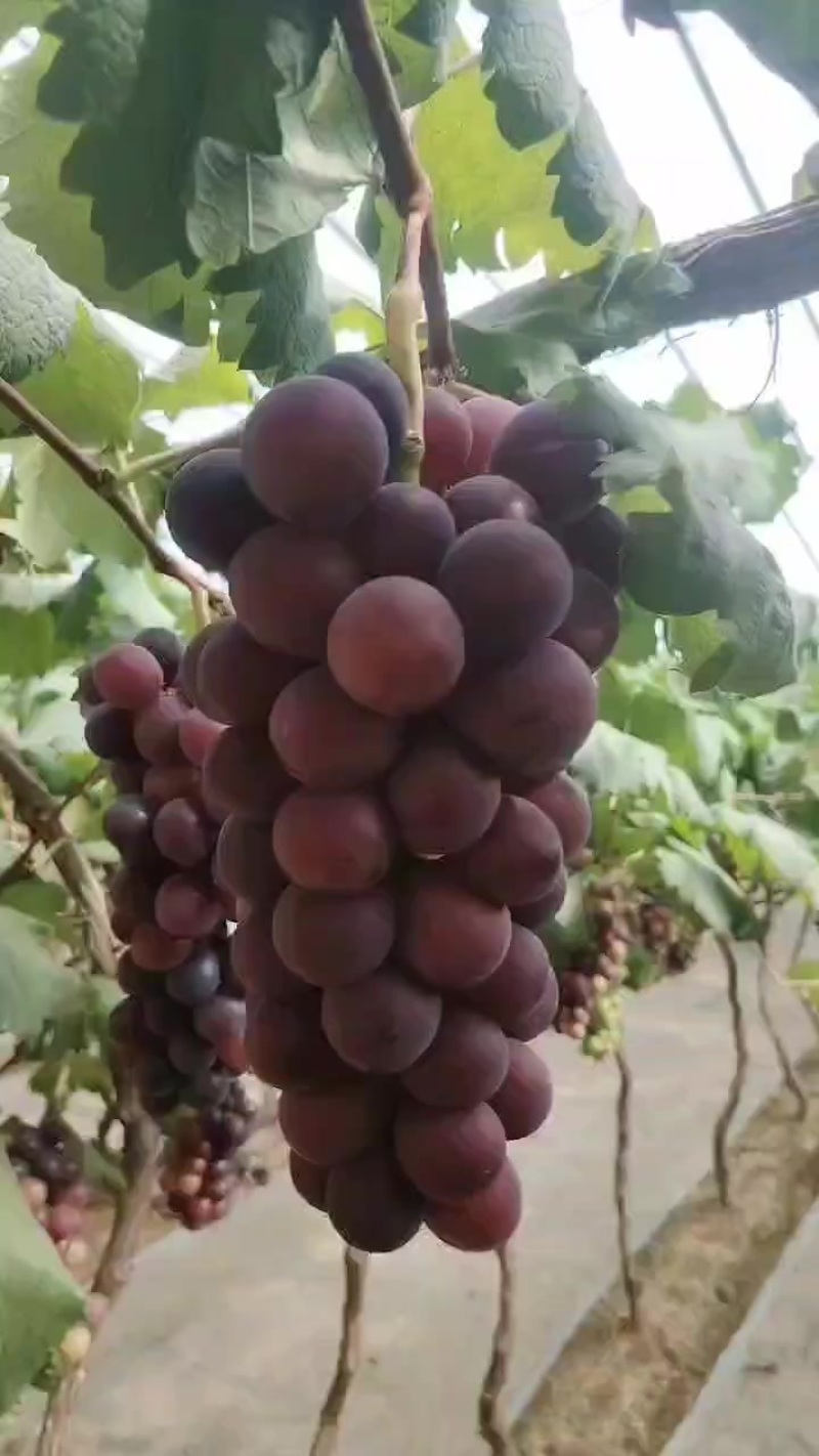 乒乓球葡萄