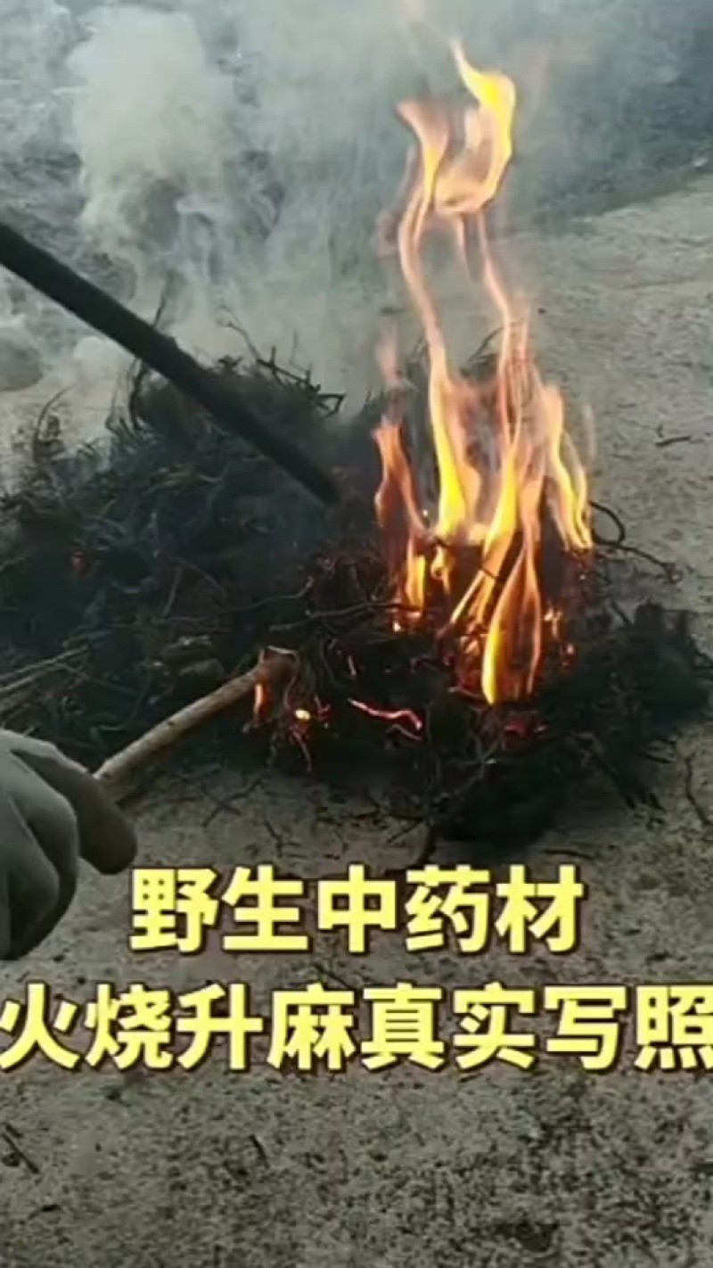 内蒙古野生升麻