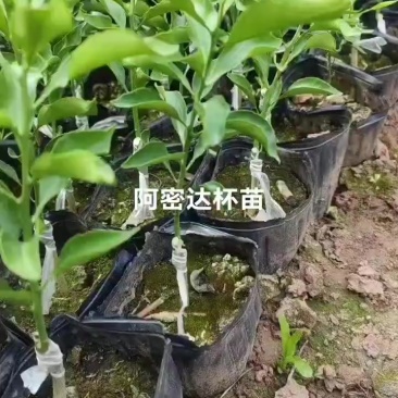 阿密达苗