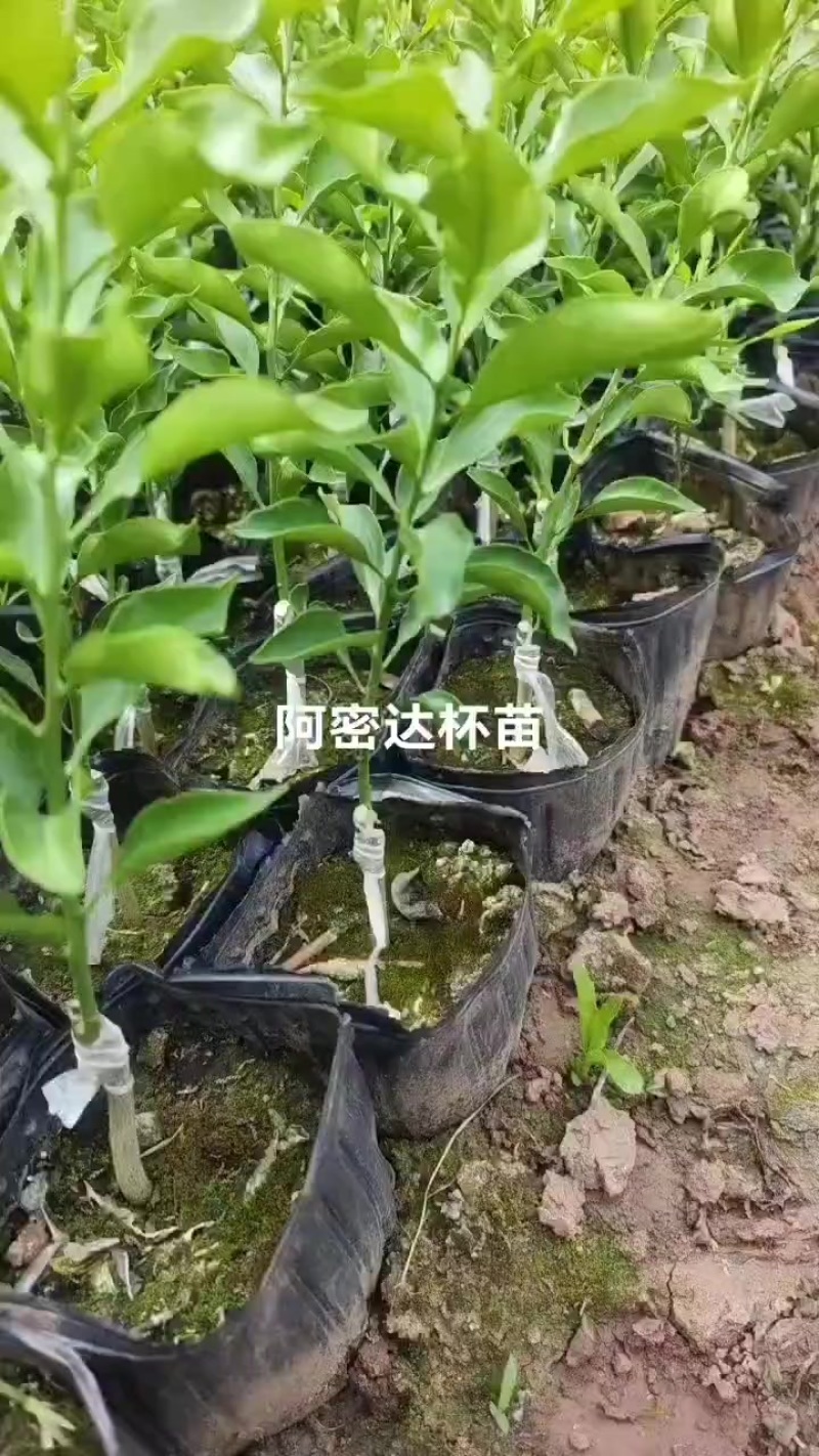 阿密达苗