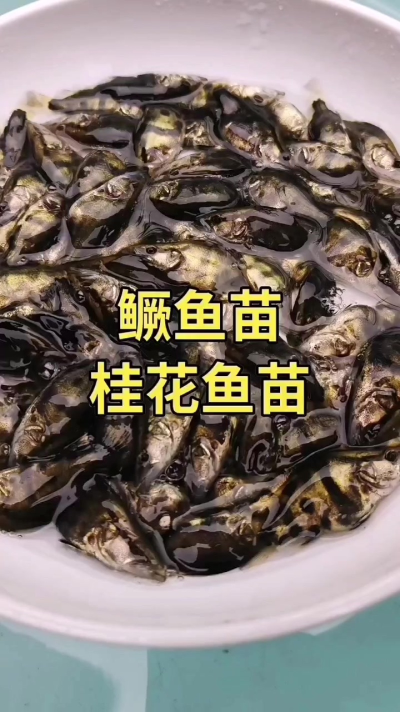 优质鳜鱼苗5-7，7-9公分，批发价格，欢迎新老客户咨询
