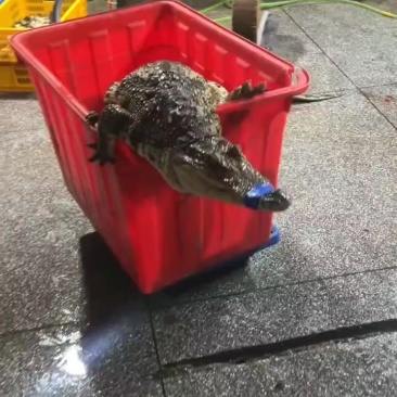 每日新鲜鳄鱼肉