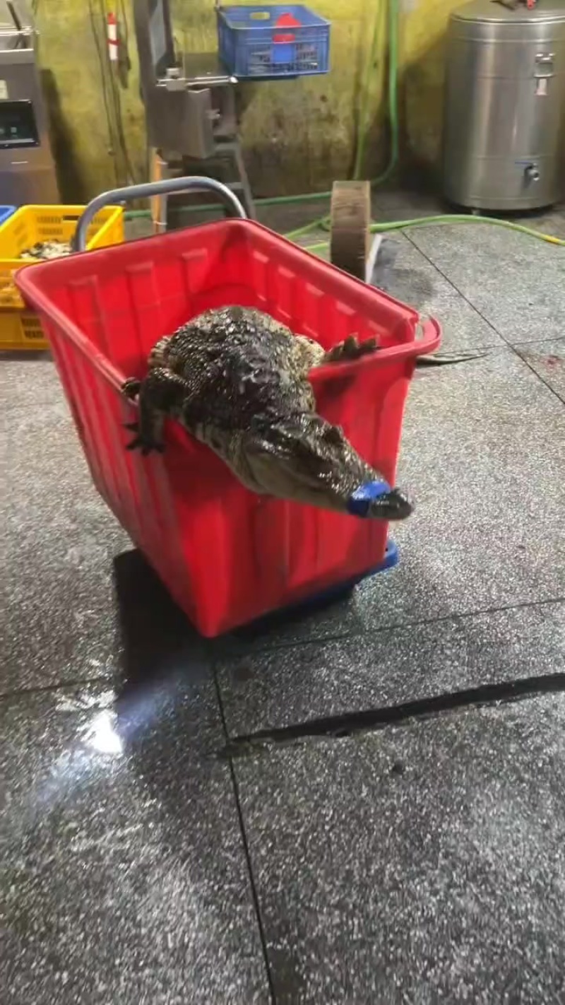 每日新鲜鳄鱼肉