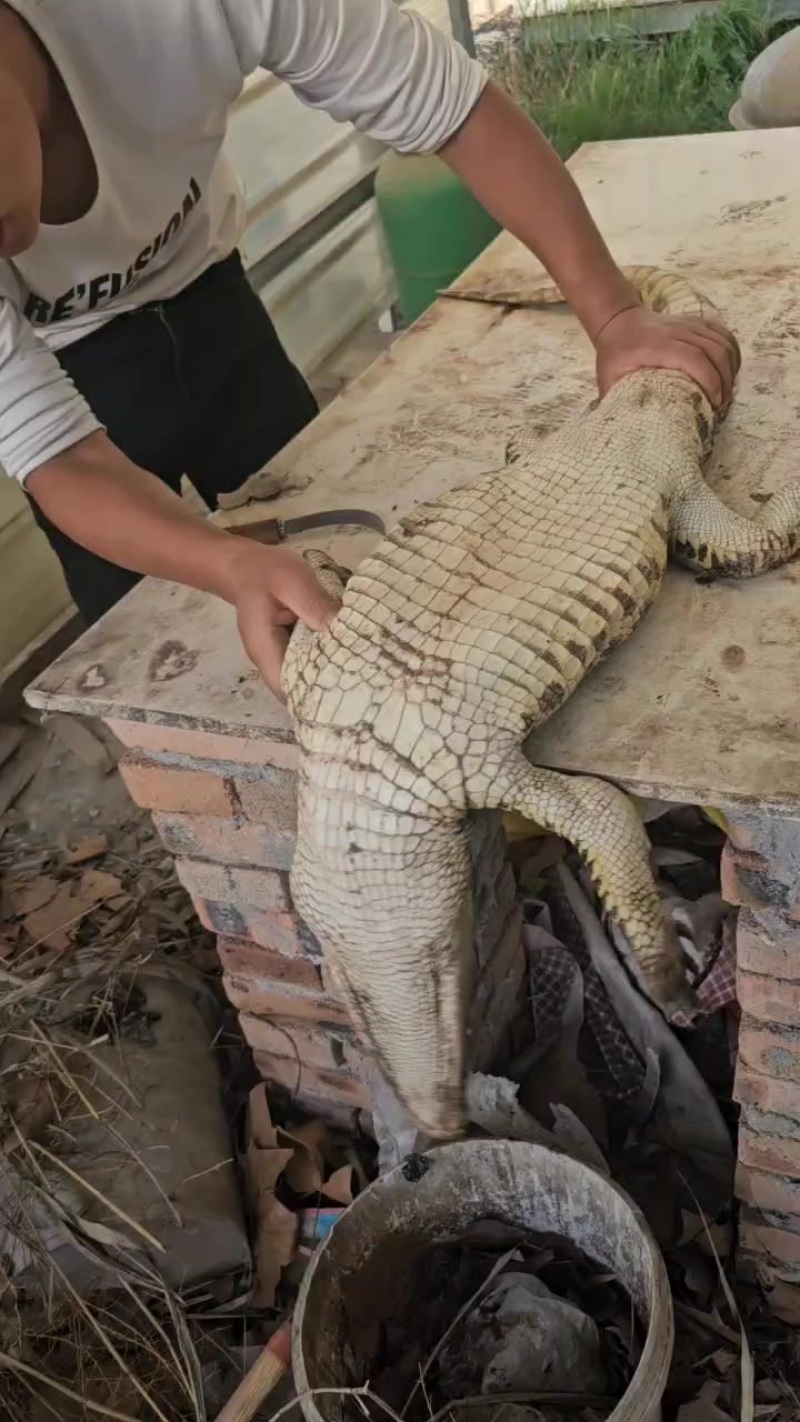 每日新鲜鳄鱼肉