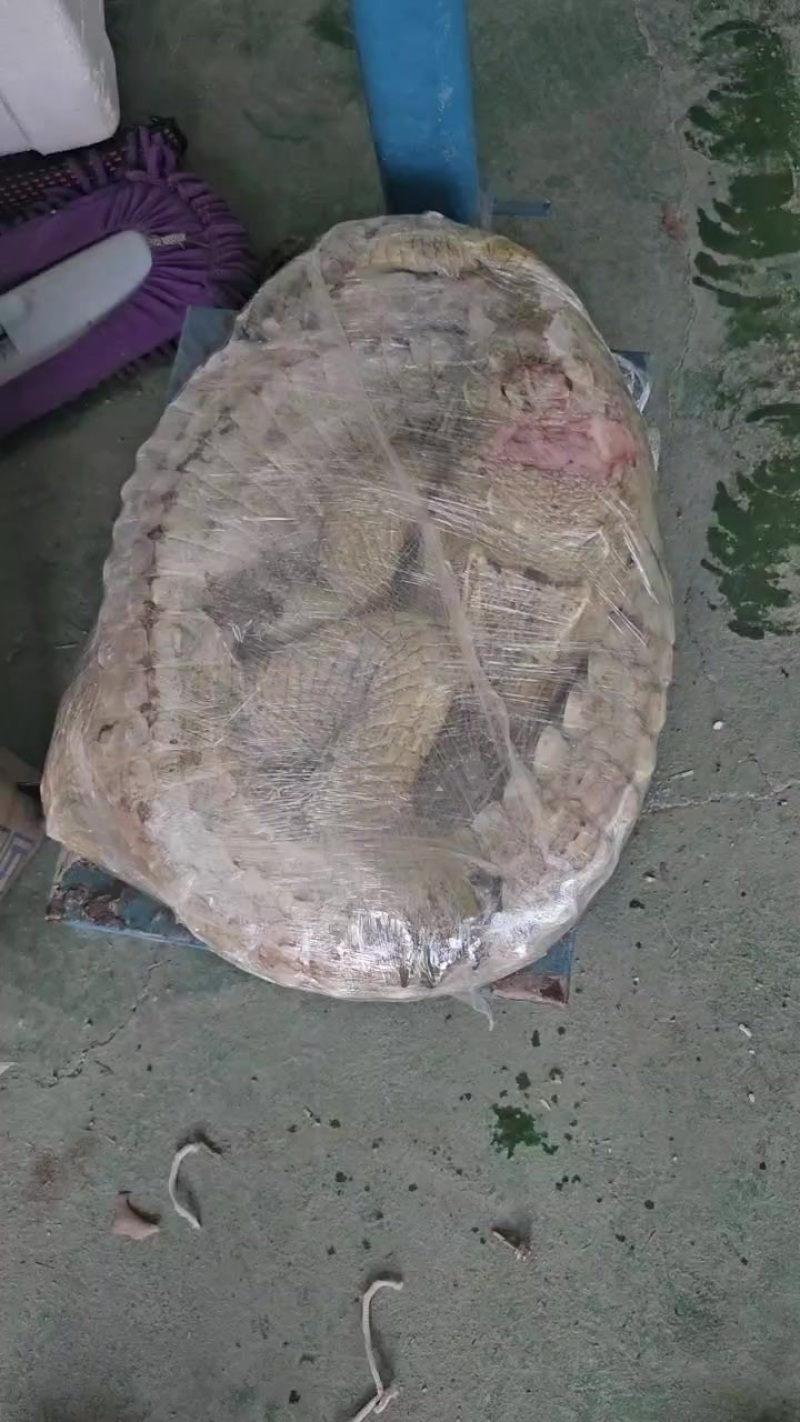 每日新鲜鳄鱼肉