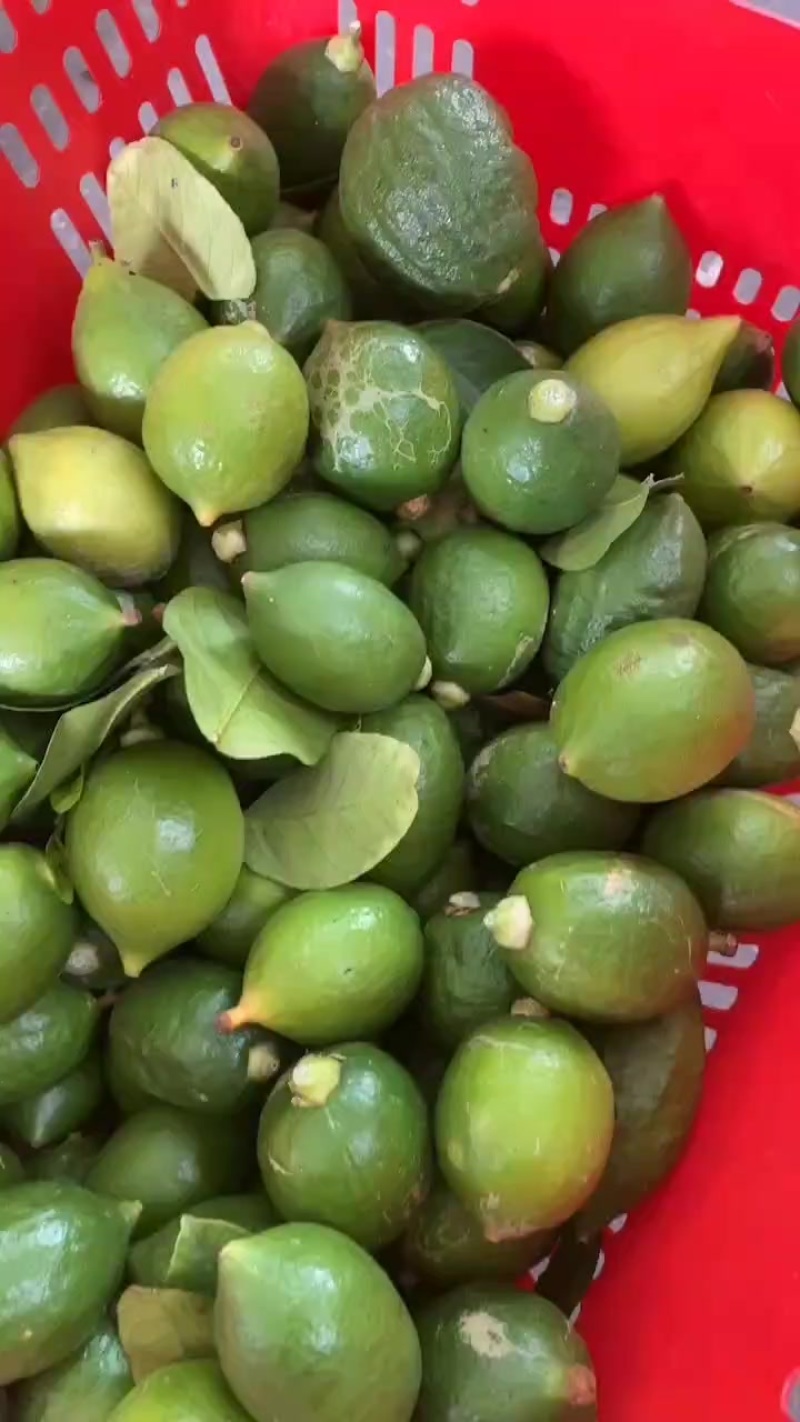 大量小青果