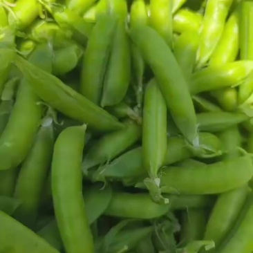 新鲜豌豆荚