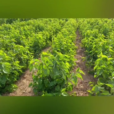 青桑叶大量供应霜桑叶继续供应