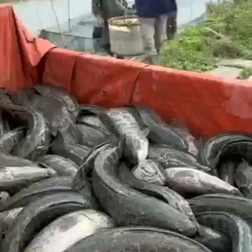 自己养殖的黑鱼
