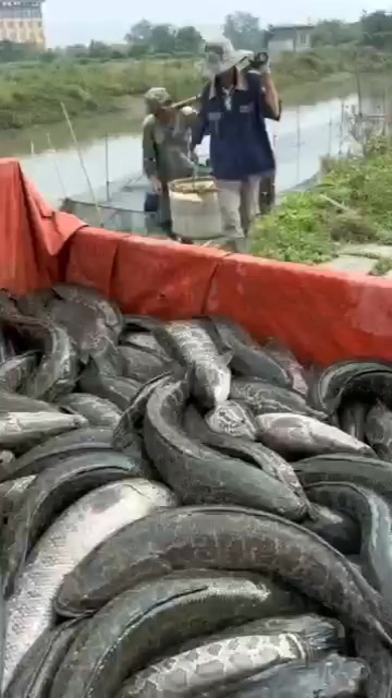 自己养殖的黑鱼