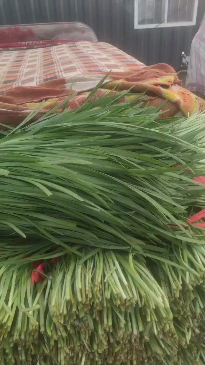 产地韭菜大量供应