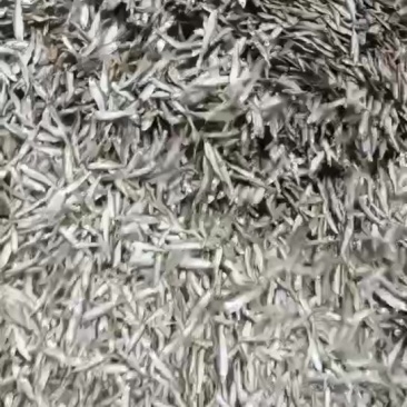 水煮白条，质量好，需要的老板联系我，超群农副产品批发部