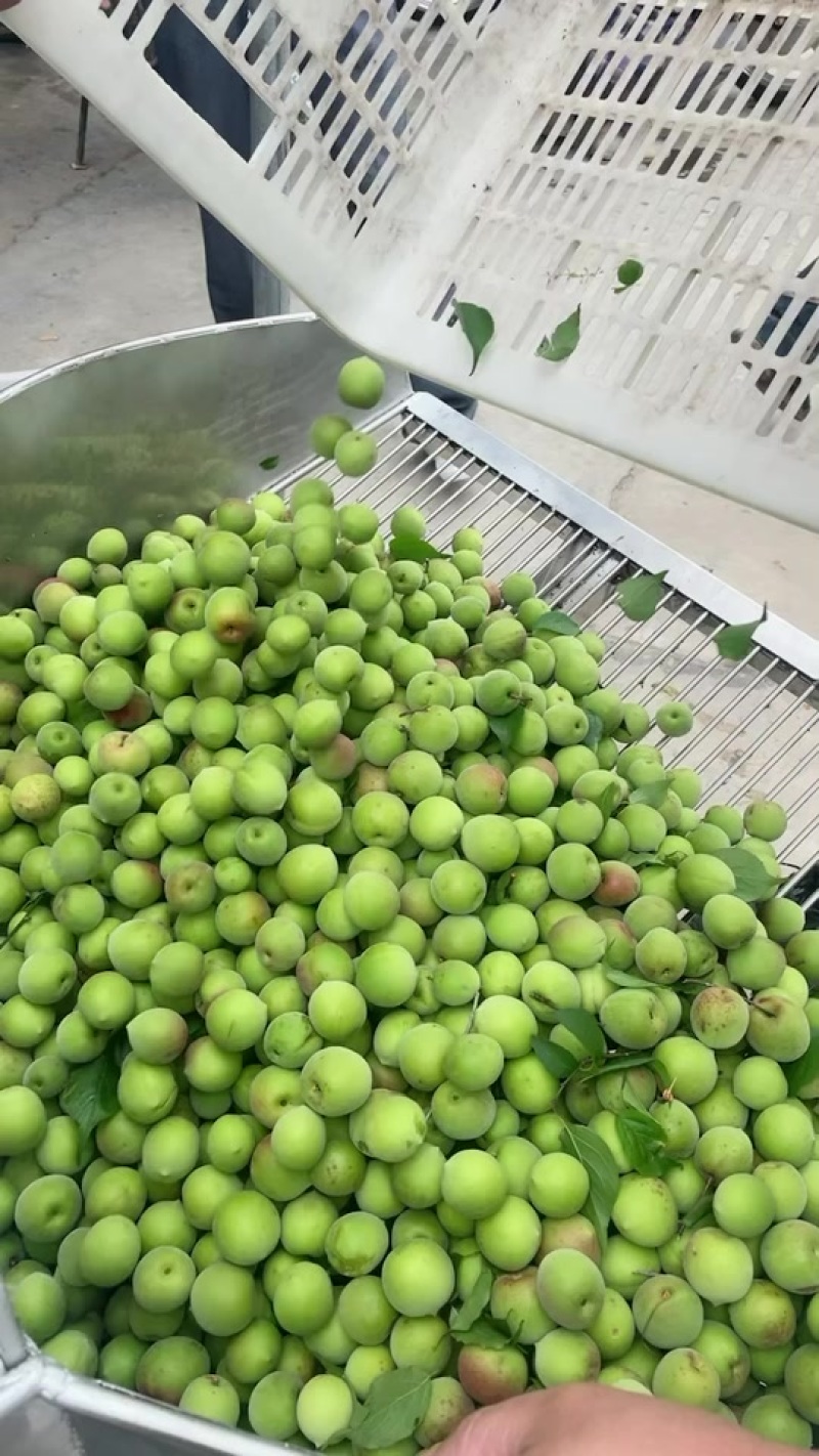 饶平青梅