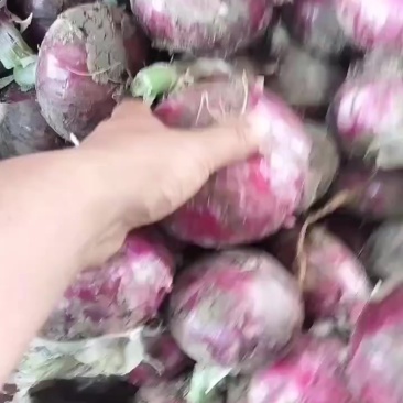 紫皮半高桩